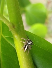 Leptofreya ambigua