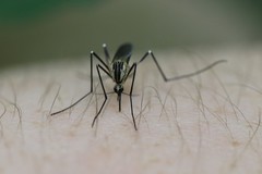 Aedes geniculatus