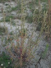Chenopodium betaceum