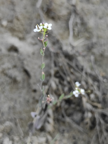 Image of Eutrema salsugineum by (c) Юлия, some rights reserved (CC BY)