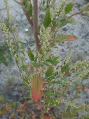 Chenopodium betaceum