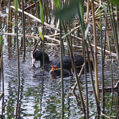 Fulica atra