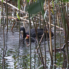 Fulica atra