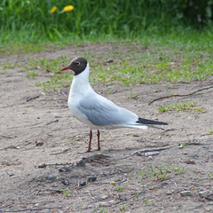 Chroicocephalus ridibundus