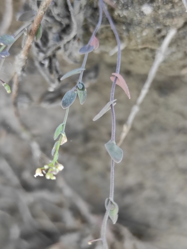 Image of Eutrema salsugineum by (c) Юлия, some rights reserved (CC BY)