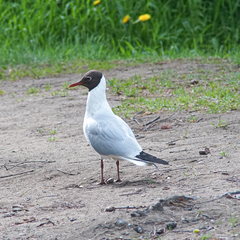 Chroicocephalus ridibundus