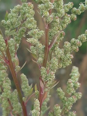 Chenopodium betaceum