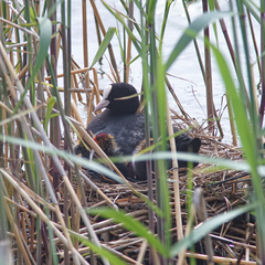 Fulica atra