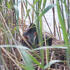 Fulica atra