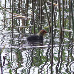 Fulica atra