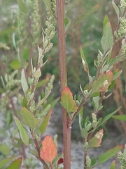 Chenopodium betaceum