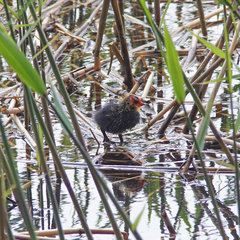 Fulica atra