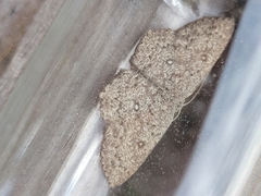 Cyclophora pendularia