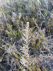 Leucospermum calligerum