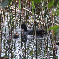 Fulica atra