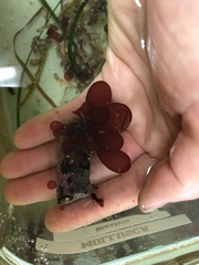 Botryocladia pseudodichotoma