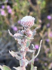 Leucospermum calligerum