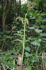 Calamus siphonospathus sublaevis