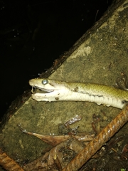 Coelognathus flavolineatus