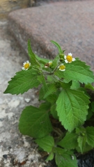 Galinsoga quadriradiata