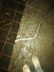 Coelognathus flavolineatus