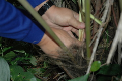 Calamus siphonospathus sublaevis