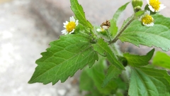 Galinsoga quadriradiata