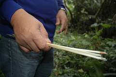 Calamus siphonospathus sublaevis