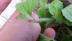 Galinsoga quadriradiata