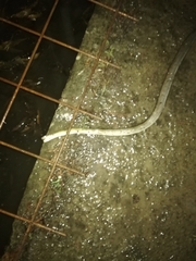 Coelognathus flavolineatus