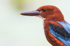 White-Throated Kingfisher photo 3