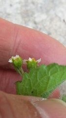 Galinsoga quadriradiata