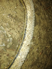 Coelognathus flavolineatus