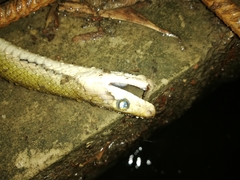 Coelognathus flavolineatus