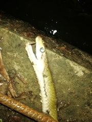 Coelognathus flavolineatus