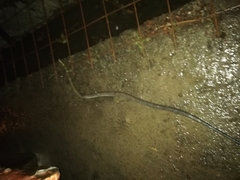 Coelognathus flavolineatus