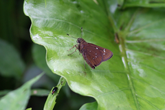 Pelopidas assamensis