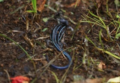 Plestiodon finitimus