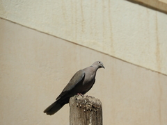Streptopelia decaocto