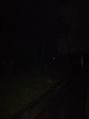 Coelognathus flavolineatus