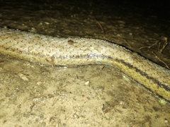 Coelognathus flavolineatus