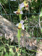 Ophrys apifera bicolor