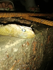Coelognathus flavolineatus