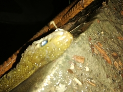 Coelognathus flavolineatus