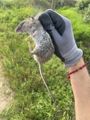Oryzomys palustris