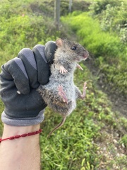 Oryzomys palustris