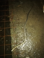 Coelognathus flavolineatus