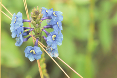 Stachytarpheta gesnerioides