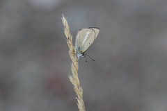Polyommatus ripartii