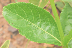 Stachytarpheta gesnerioides